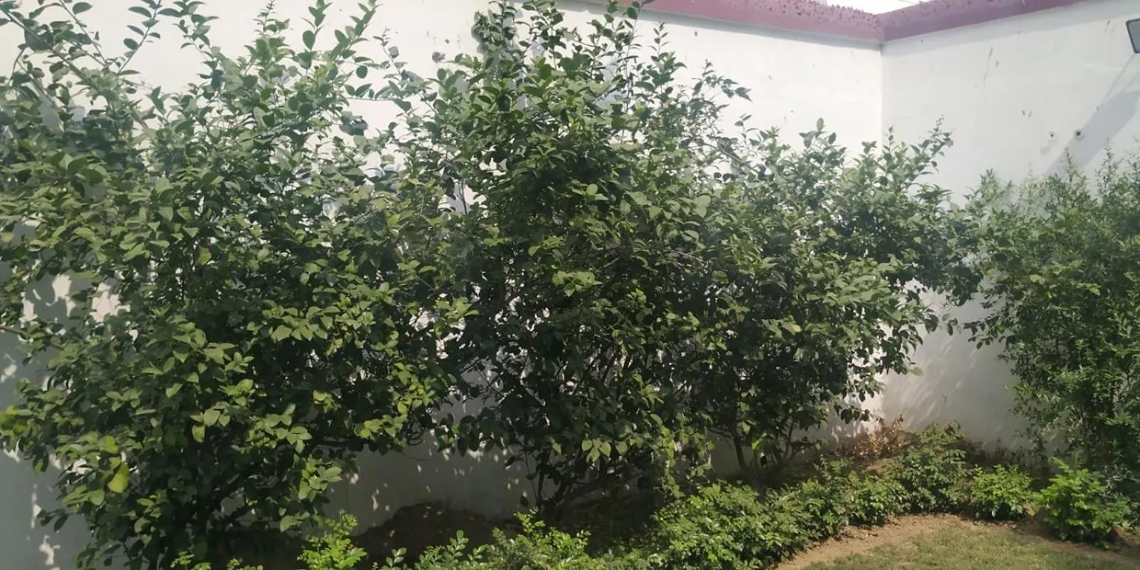 The Nature Abode Varanasi 0*,