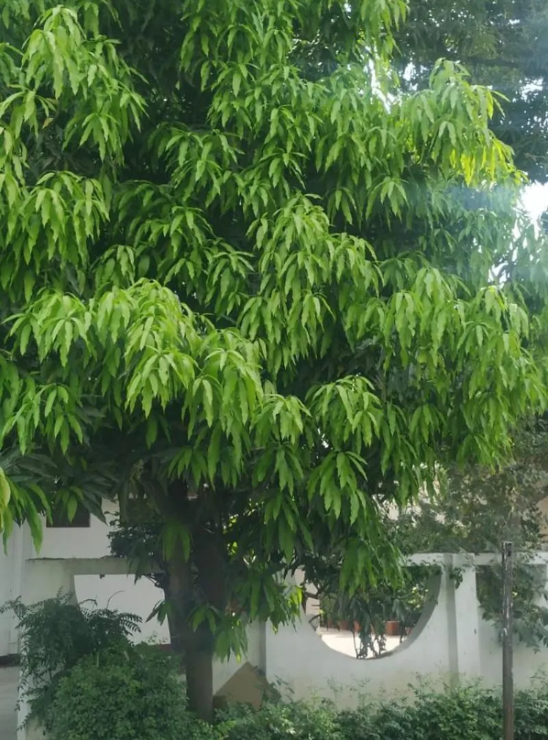 The Nature Abode Varanasi 0*,  India